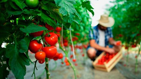 Los Andes | Producción orgánica. Con un total de 312 establecimientos, Mendoza es la provincia que cuenta con la mayor cantidad de unidades productivas trabajando bajo este sistema,