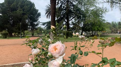 Rosales gratis: en el Parque San Martín entregarán más de 5 mil tallos para ser plantados