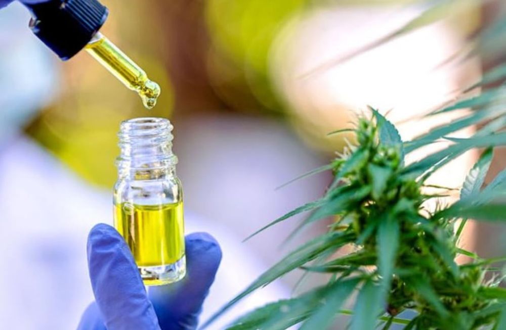 Pronto también podrá licenciarse la comercialización a empresas de otras cuatro variedades de semillas de cannabis medicinal. Imagen ilustrativa / Web