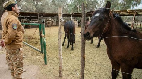 Decomiso de carne en mal estado en San Rafael.