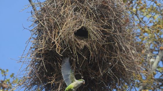 Desde la floración, estas aves atacan principalmente frutales de carozo. Las pérdidas, en algunos casos, llegan al 100%. Complejo panorama. / José Gutiérrez