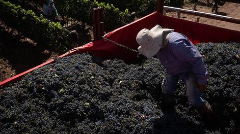 Los Andes | Productores de la zona vitivinícola top advierten que las bodegas no cumplen con lo pactado y que terminan siendo la variable de ajuste. / Foto: Ignacio Blanco