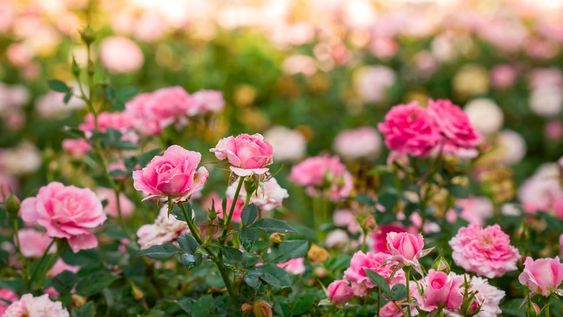 Algunos amarguitos y otros dulzones, los pétalos de rosas son un clásico encantador de la cocina gourmet: se los emplea en ensaladas, pero sobre todo en repostería.