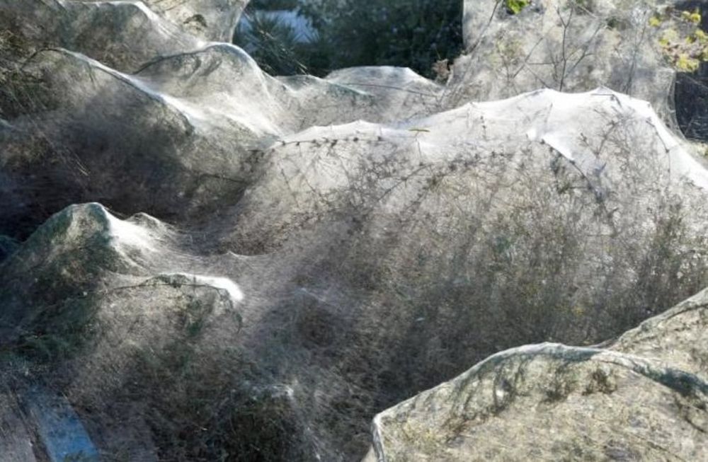 De terror: miles de arañas cubrieron de telas a un pueblo de Grecia  
