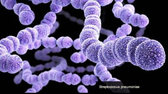 Bacterias: la resistencia antimicrobiana es una de las principales amenazas a la salud mundial.