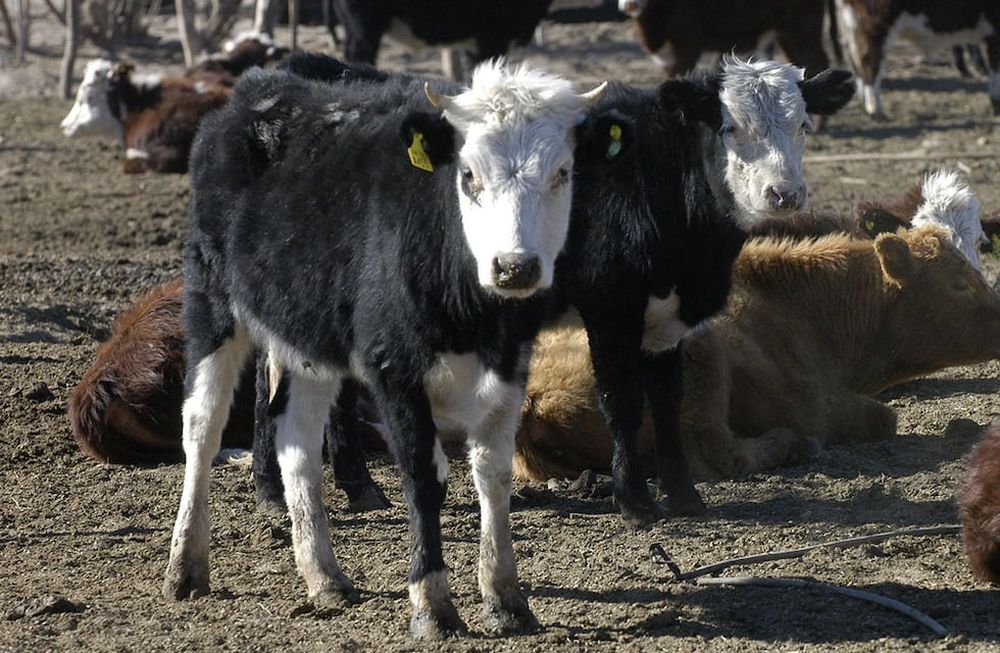 Un ecosistema que se propone transformar la producción bovina en la región, con un enfoque en el desarrollo social y también la sostenibilidad ambiental.