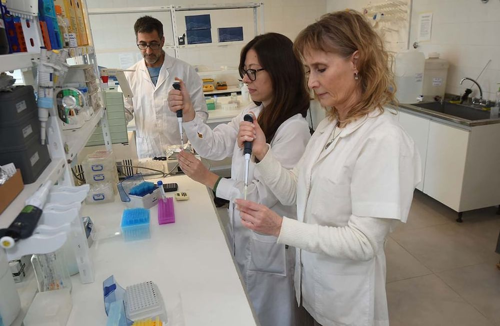 Científicos mendocinos de la UNCuyo y CONICET, ayudana entender cómo se produce una fecundación exitosa.Silvia Belmonte, Bioquímica y Doctora en Bioquímica y directora del equipo de científicos junto aCintia Vaquer bióloga molecular y doctora en Ciencias Biológicas y Martín Pavarotti, bioquímico y Doctor en biología en el laboratorio del Instituto de Histología y Embriología de la Facultad de Ciencias Médicas de la UNCUYOFoto: José Gutierrez / Los Andes