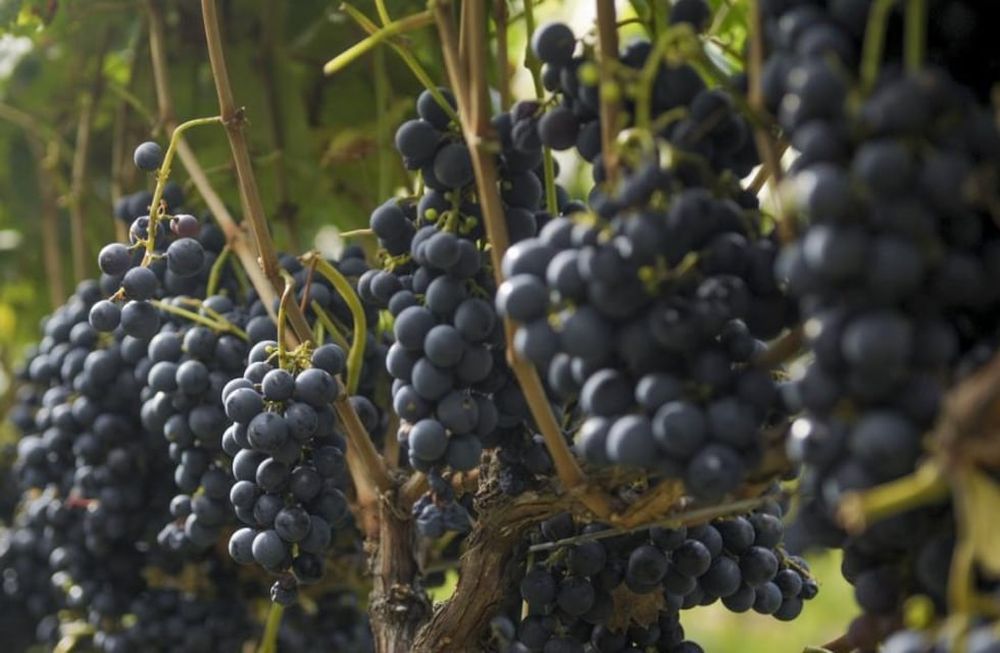 UVAS. La producción vitivinícola argentina, con buen panorama internacional.