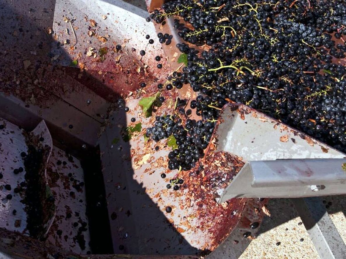 Esta técnica permite conservar mosto virgen y mosto sulfitado desulfitado antes de su fermentación