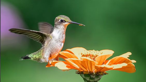 Los pájaros necesitan un refugio natural abierto para la reproducción saludable del jardín.