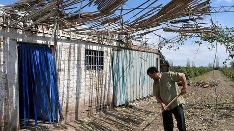 Los Andes | Ceferino Torres perdió sus cuatro hectáreas de uva criolla en Junín. Su casa también sufrió daños. | Foto: Orlando Pelichotti / Los Andes