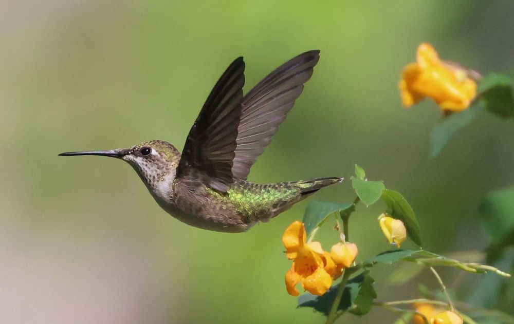 Ver un colibrí de cerca no es algo común, y cuando sucede, transforma el ambiente de casa.
