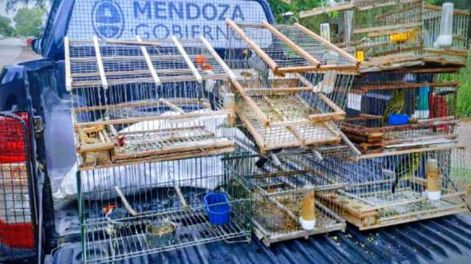 Rescataron aves silvestres en cautiverio, la tenencia de una de las especies halladas tiene una multa que puede superar los tres millones de pesos.&nbsp;