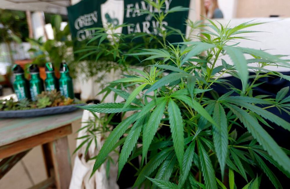 Venden en Francia cannabis “ultralight”