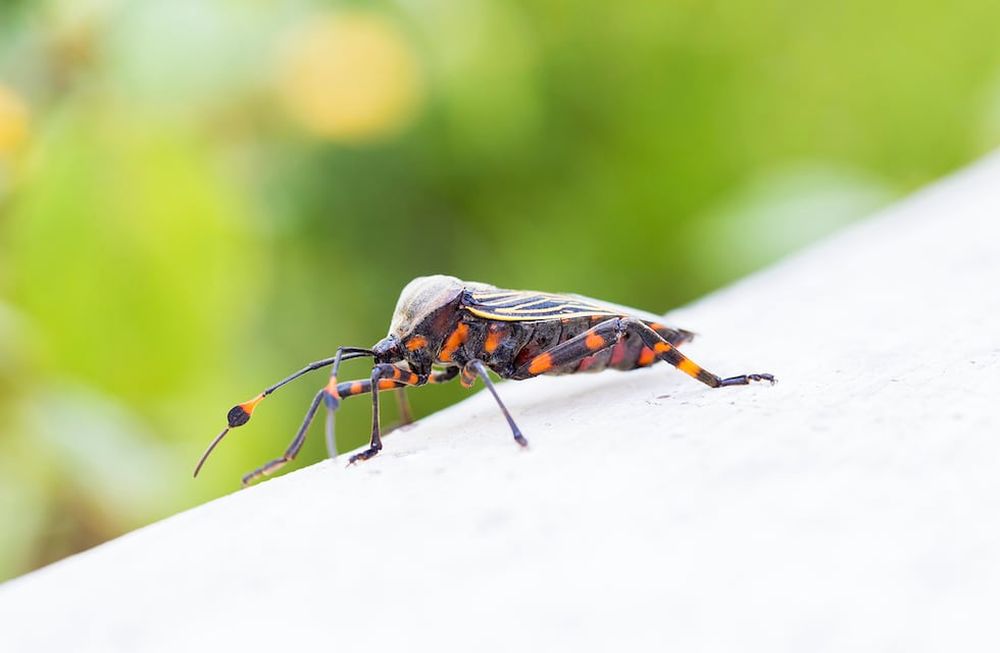 Factores de riesgo de la transmisión materno-infantil de Chagas y Hepatitis B