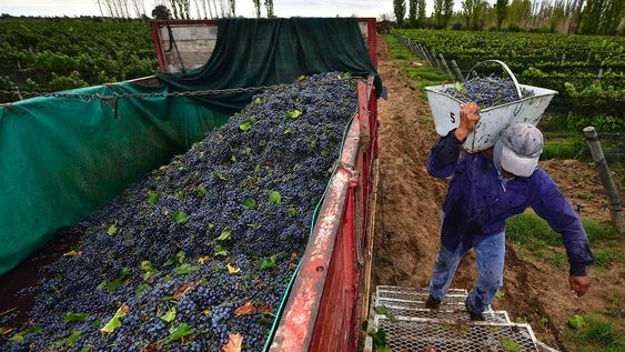 Buena noticia. La cosecha está en su etapa inicial y los productores ya tienen algunas certezas sobre el precio.