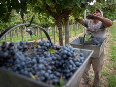 El ministro de Producción, Rodolfo Vargas Arizu, señaló que la menor cosecha equilibrará los stocks y los precios&nbsp;