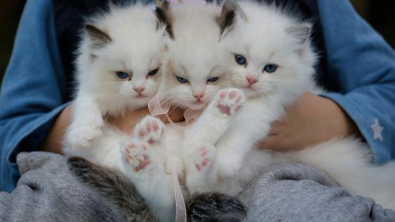 que significa que una persona tenga muchos gatos, segun la psicologia