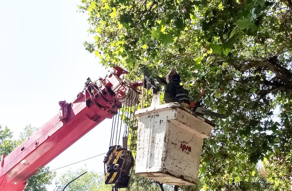 Cronograma de arbolado y bacheo para la primera semana de junio
