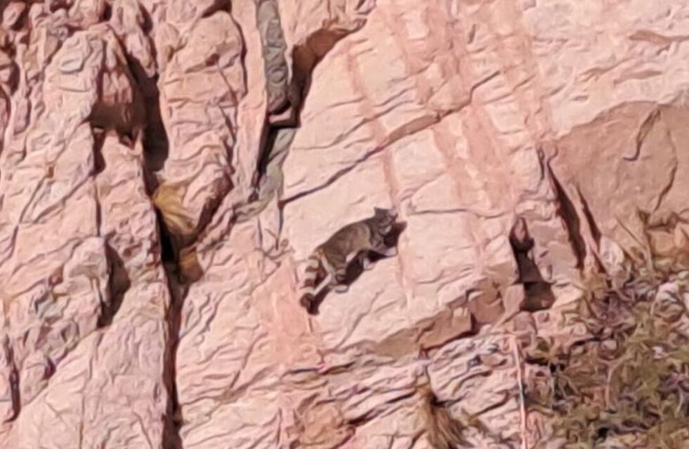 Nuevas apariciones del Fantasma de los Andes: impactantes fotos y video de un ejemplar en peligro de extinción. Foto: Gentileza Cristian Cicconofri.