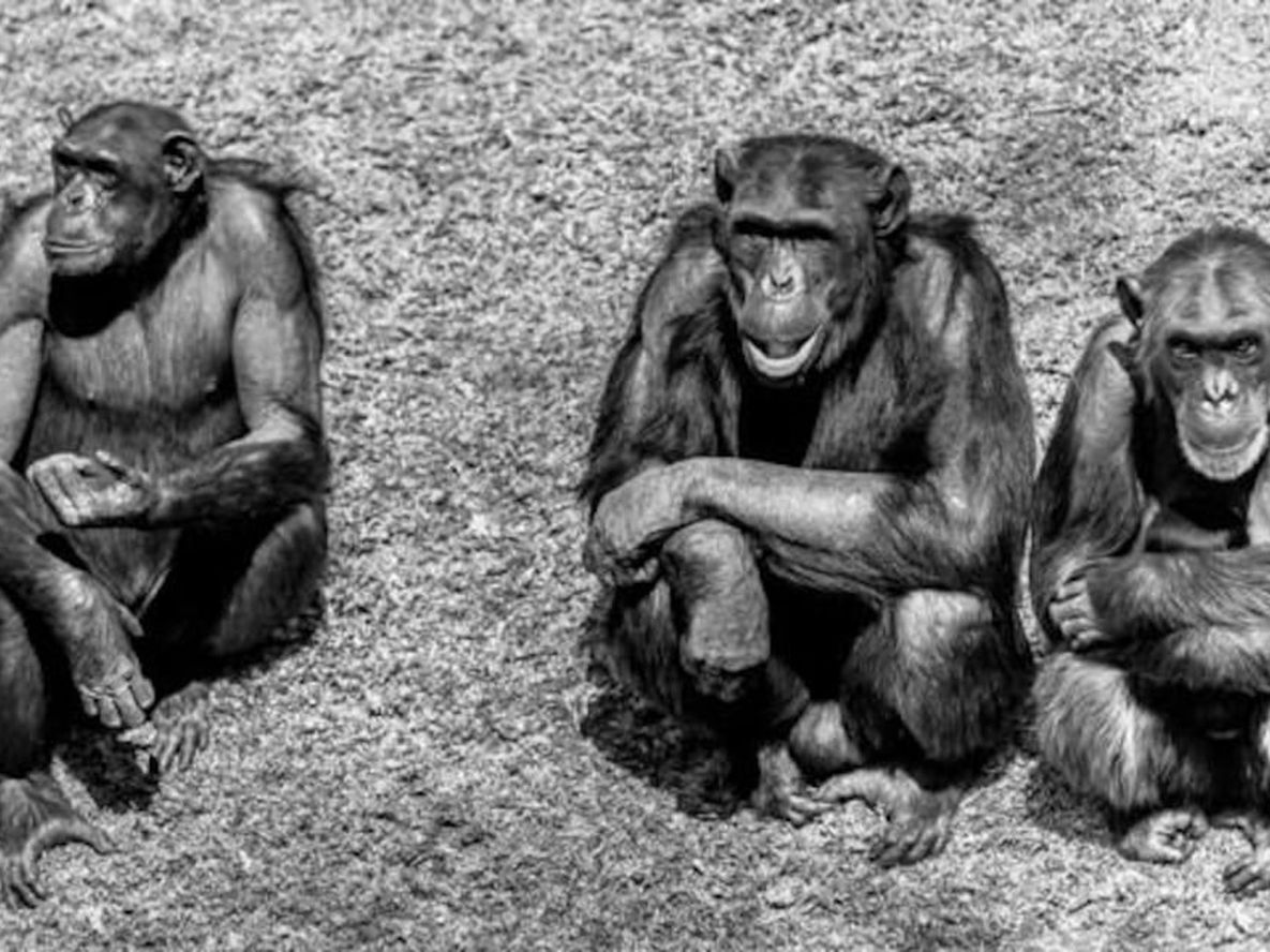 Chimpancés: genes e inteligencia