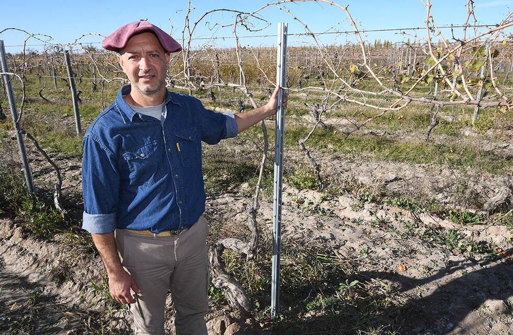 Es el sistema de conducción que le ha permitido mecanizar tanto la poda como la cosecha. / Foto: José Gutiérrez