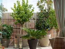 Este árbol deslumbra cada año con diferentes tonalidades que transforman cualquier balcón o terraza en un rincón natural de gran belleza.