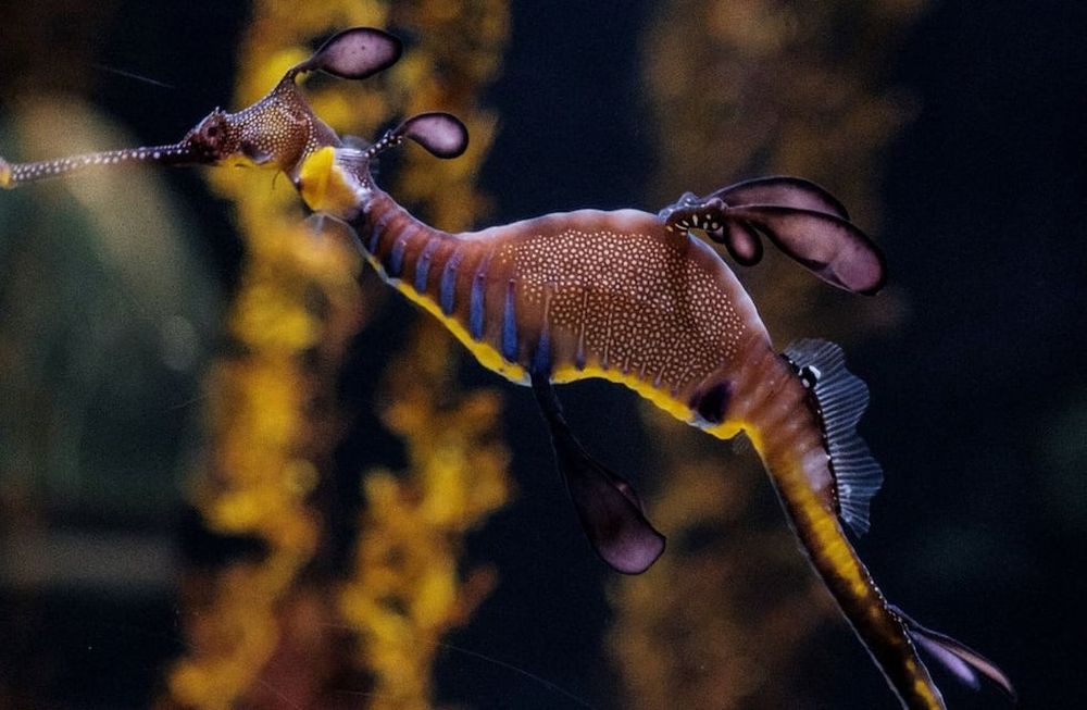 Dragones de mar, la especie que acaba de nacer en Europa