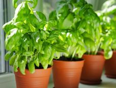 La ubicación y el cuidado de esta planta activan un flujo positivo en casa.