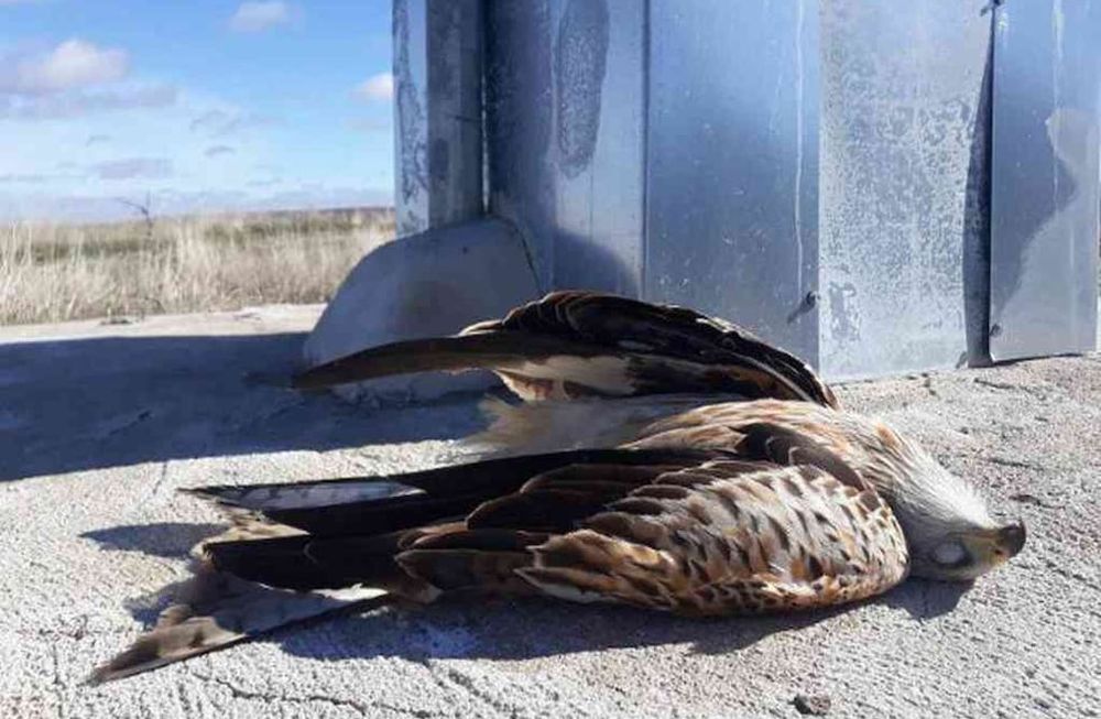 Los pájaros son electrocutados cuando tocan dos cables a la vez o cuando se posan sobre una torre y tocan un cable. Foto: Imagen ilustrativa / Gentileza.