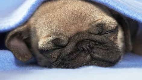 Cuáles son los perros que más duermen - Imagen ilustrativa / Web