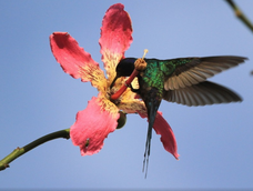 Este es el árbol favorito de los colibríes gracias a la morfología especial de sus flores.