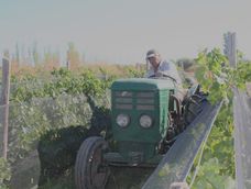 Productores vitivinícolas dicen que esta es la peor crisis de la historia y harán un reclamo (Enrique Pfaab - Los Andes) Productores vitivinícolas dicen que esta es la peor crisis de la historia y harán un reclamo (Enrique Pfaab - Los Andes)
