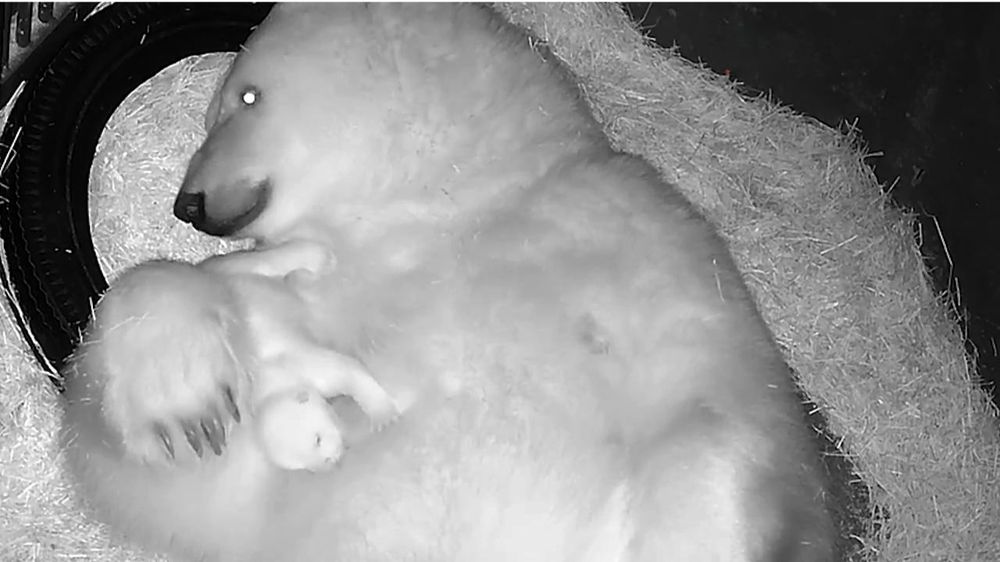 El primer nacimiento de un oso polar en América Latina.