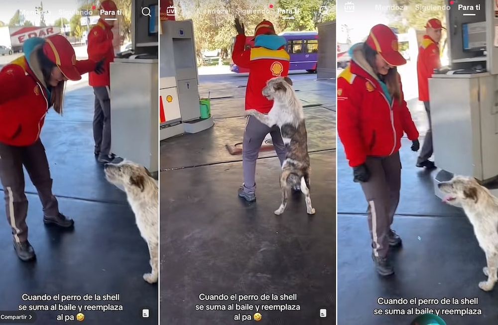 Bigotes es un perro que se divierte con las chicas que trabajan en una estación de servicio de Mendoza. Foto: Captura de video