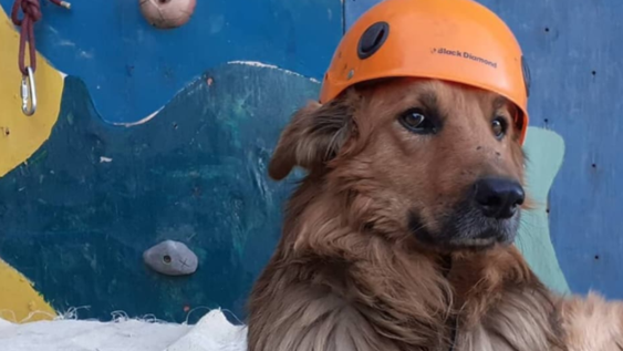 una relacion unica: el montanista nacho lucero y su perro oro, juntos incluso despues de la muerte