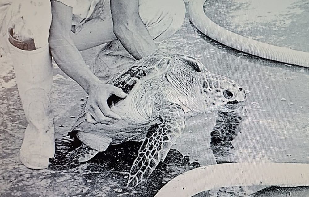 La familia que rescató al tortugo Jorge hace 41 años: Vivió 20 días en una bañera con agua salada. | Foto: Gentileza