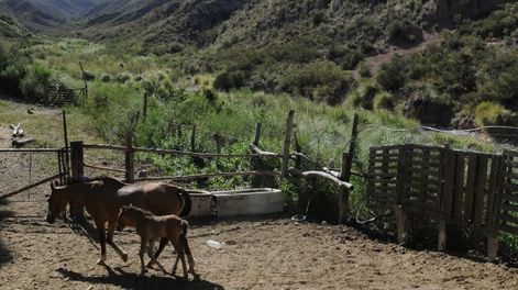Los Andes | El Puesto Lima está a unos 2 kilómetros al Oeste de la Colonia Papagayos. Foto: Orlando Pelichotti / Los Andes
