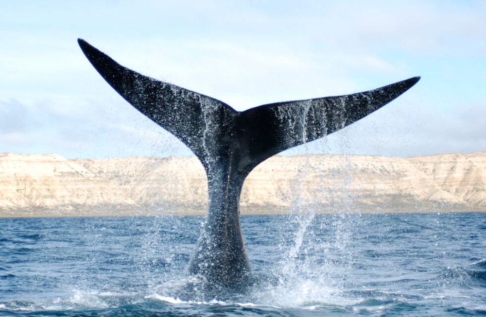 Una hermosura: una ballena franca austral se dejó ver cerca de Punta Loyola