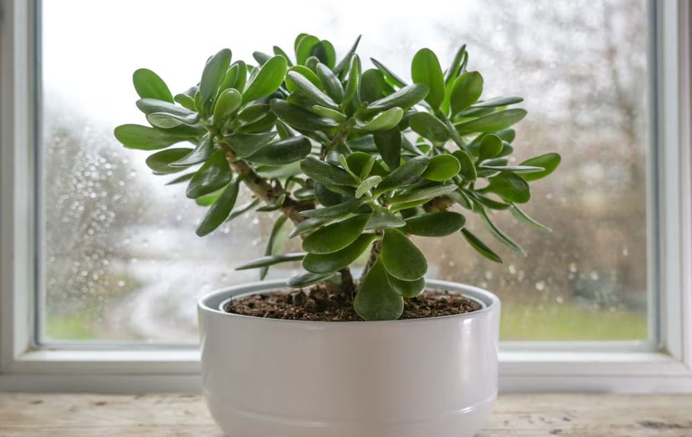 Para la filosofía milenaria china, poner plantas en la ventana es una acción sencilla que equilibra la tradición ancestral con ventajas prácticas y visibles.