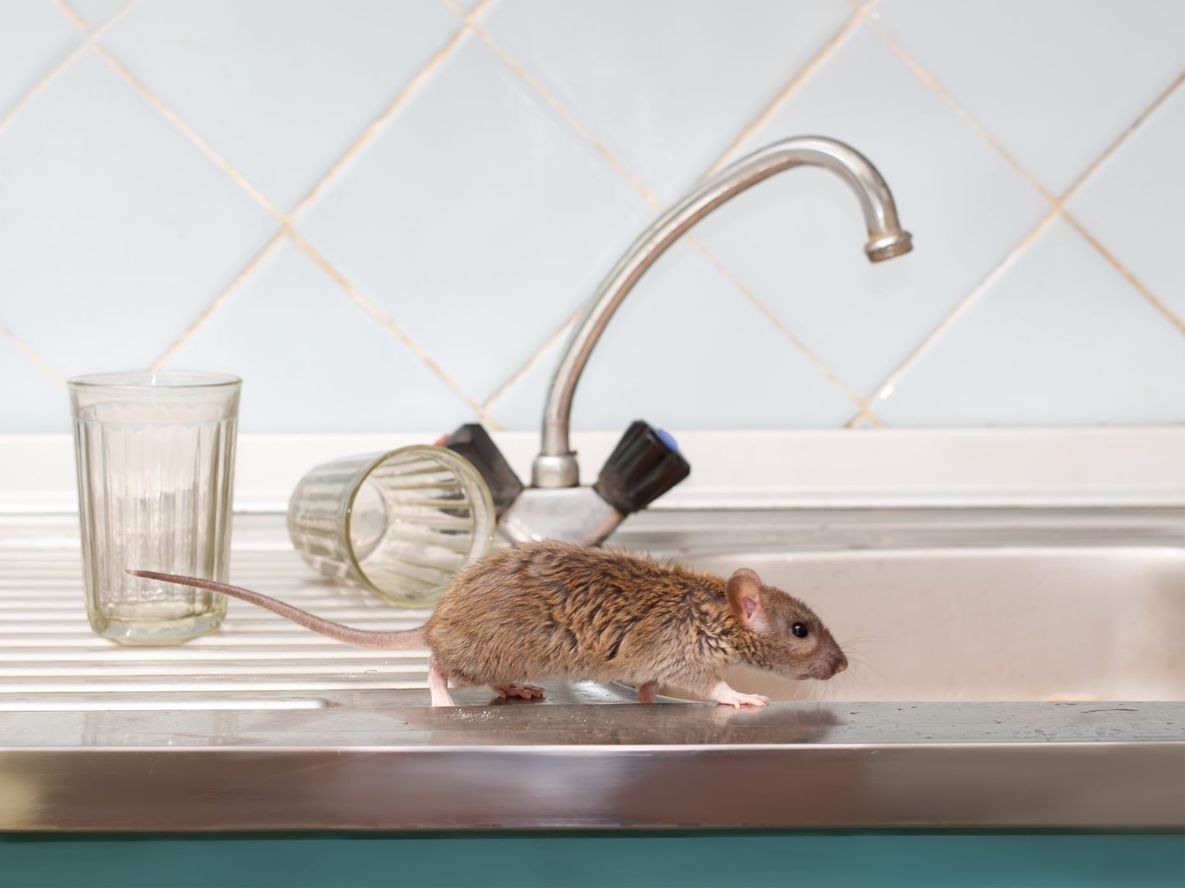 Qué es la leptospirosis, la enfermedad que ya causó 6 muertes en Argentina.