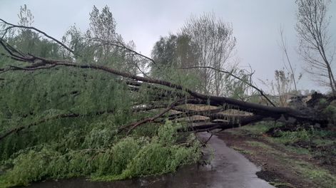 Debido a las fuertes ráfagas de viento se cayeron árboles por toda Mendoza.&nbsp;