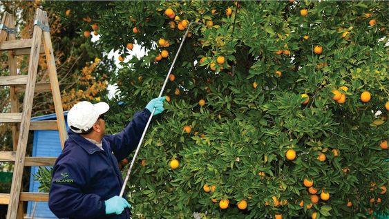 El Iscamen realiza tratamiento gratuito para cítricos domiciliarios