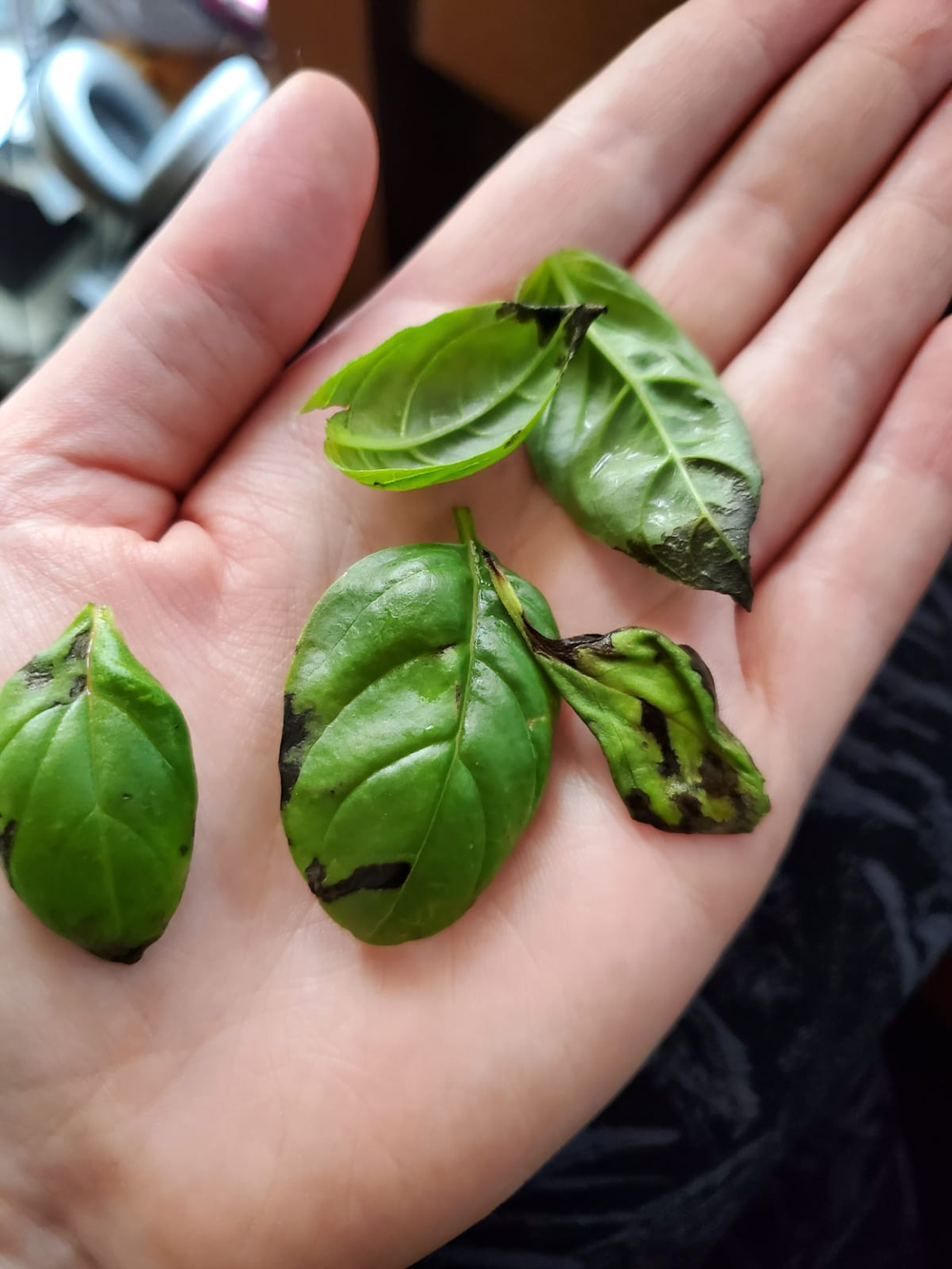 En jard&iacute;n y jardiner&iacute;a, las plantas de albahaca alertan con hojas negras visibles.