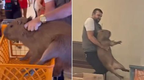 Las imágenes de un carpincho dentro de un supermercado en Brasil se volvieron virales. A pesar de que usuarios señalaron que podría ser IA, el hecho fue real.&nbsp;