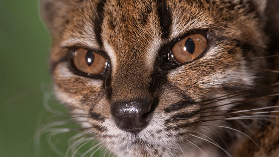 Por medio de estudios genéticos se confirmó la presencia del Gato Tilcayo en las Yjngas de Bolivia