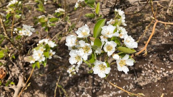 Peras y manzanas: Stoller Argentina realizó una gira técnica por el Valle de Río Negro, con un importante asesor chileno