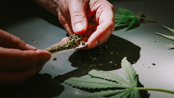 estudio revela que consumo frecuente de marihuana reduce actividad cerebral en areas clave para la toma de decisiones