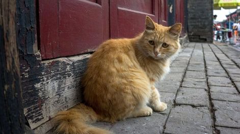 Los Andes | Los gatos que la pasan mal al andar solos por la calle