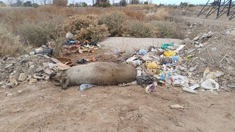 Sucedió en un sector rural de San Martín, cuando un vecino detectó que tiraban basura y hasta un cerdo podrido